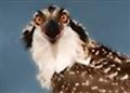 Sat nav Boat of Garten ospreys start perilous journey