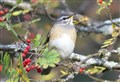 Exceedingly rare feathered visitor has twitchers flocking into Kincraig