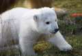 WATCH: Polar bear cub Brodie enjoying life in the snow at Highland Wildlife Park