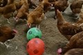 David Peckham! Chickens given footballs during bird flu lockdown