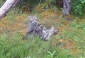 Delight as seven wildcat kittens born at Highland Wildlife Park
