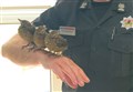 Fire chief gives fledglings a Highland home