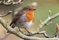 Largest garden wildlife survey in the world is on!