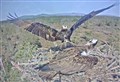 Drama at Loch Garten as three eggs are ‘damaged’ by challenger