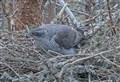 Appeal after Badenoch goshawk nest targeted with shotgun