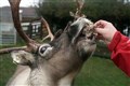 Rent-a-reindeer business sees bookings crash as Christmas events cancelled