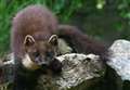 Call made for pine martens to be 'removed' from Badenoch and Strathspey