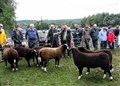 Judges and shepherds cast their expert eye over some entries
