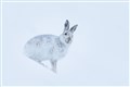 One of Andy Howard's photos.