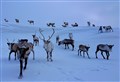 Cairngorm reindeer plea for care after dog incidents