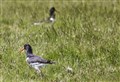 Cairngorms bucking the trend for numbers of 'charismatic' wader birds