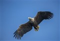 Eagle-eyed pioneering camera set up at Loch Garten Visitor Centre