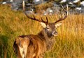 Survey reveals extent of financial losses if coronavirus leads to cancellation of 2020 let deer shooting