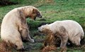 Polar bears get to grips with each other at Kincraig wildlife park