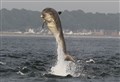 PICTURE SPECIAL: Distillery worker's Moray Firth dolphin shots are flippin' marvellous!