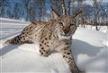 WATCH: ‘Highlands is perfect place to reintroduce lynx but must follow legal channels’