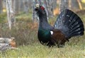 Strath estates ready to play a big part in saving the elusive capercaillie