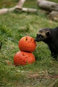 A wolverine at the Highland Wildlife Park investigates a pumpkin.
