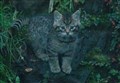 Highland Wildlife Park owners celebrate record breeding year for endangered Scottish wildcat