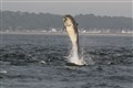 Moray Firth bottlenose dolphins breach the surface near Chanonry Point. Picture: Ally Kemp