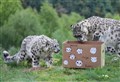 WATCH: Snow leopard cubs' birthday party at Highland Wildlife Park 