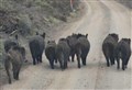 Has Badenoch seen the back of the boars?