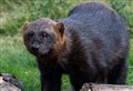 One of Highland Wildlife Park's 'real characters' has passed away