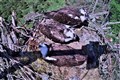 Three birds share a nest in osprey ‘love triangle’