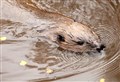 Beavers in Badenoch and Strathspey: controversy will meet minister's visit