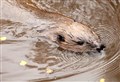 Beavers in Badenoch and Strathspey: controversy will meet minister's visit