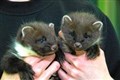 Orphaned pine marten kits are rescued from Highlands attic