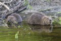 'Lost species' takes step nearer to return to wild in the Cairngorms National Park