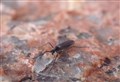 WATCH: One of Britain’s rarest bugs discovered by loch in shadow of Cairngorms’ highest peak