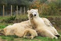 Hamish the polar bear will soon be moving to a new home