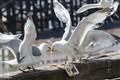 Herring gulls flee sooner when realising humans are watching them, study finds
