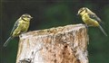 Rain (and nut) stops birds' play