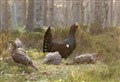 Research finds capercaillie numbers have halved in past decade despite big money projects
