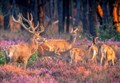 Claims proposed deer cull in Scotland's national forests will orphan calves 