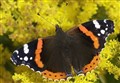 Butterfly lovers in Badenoch and Strathspey invited to join the big count