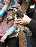 Boat of Garten osprey chick feared dead