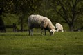 Almost 30 sheep killed in one of ‘worst’ livestock attacks seen by Kent police