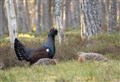 Funds for 'quick wins' in helping Cairngorm capercaillies