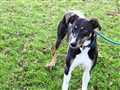 SSPCA still vital, says new chief at Inverness