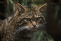 Community webinar will help to save the Highland 'tiger'
