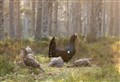 Patrols to stop disturbance of endangered capercaillie during breeding season in strath