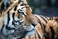 WATCH: New male tiger Botzman arrives at Highland Wildlife Park