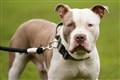 Rescue centres ‘may not cope’ with influx of XL bully dogs as ban looms