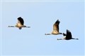 Unusual sight wings its way into Strathspey