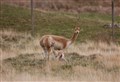 WATCH: A first for Badenoch’s Highland Wildlife Park