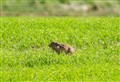 Call for Highland hare protection 'emotional' rather than 'scientific'